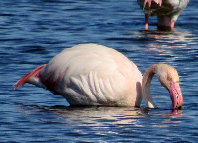 Flamencos en la laguna de Navaseca