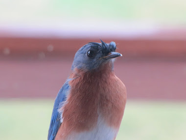 Bluebird after a heavy rain