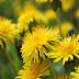 Dandelion Flower | A cure for many diseases