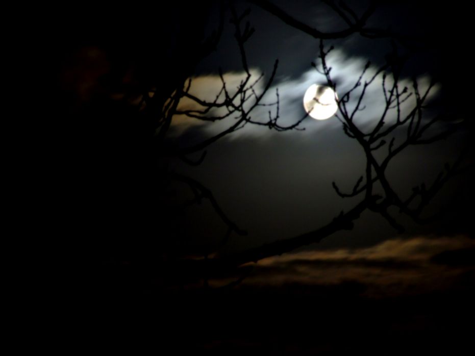 Real Forest At Night With Moon