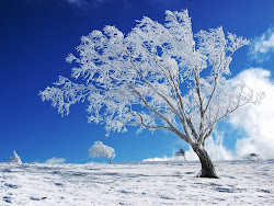 winter desktop wallpapers backgrounds background scenes snow trees themes nature screen scenery pretty tree downloads landscape wonderland tag achtergronden