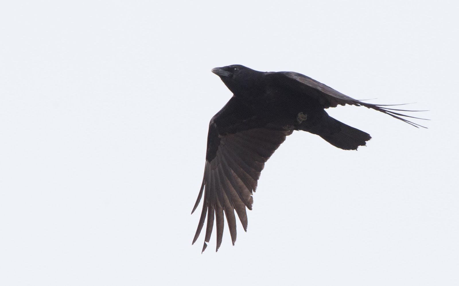 PeregrinePrints not dot com Blog: Visual ID of American vs. Fish