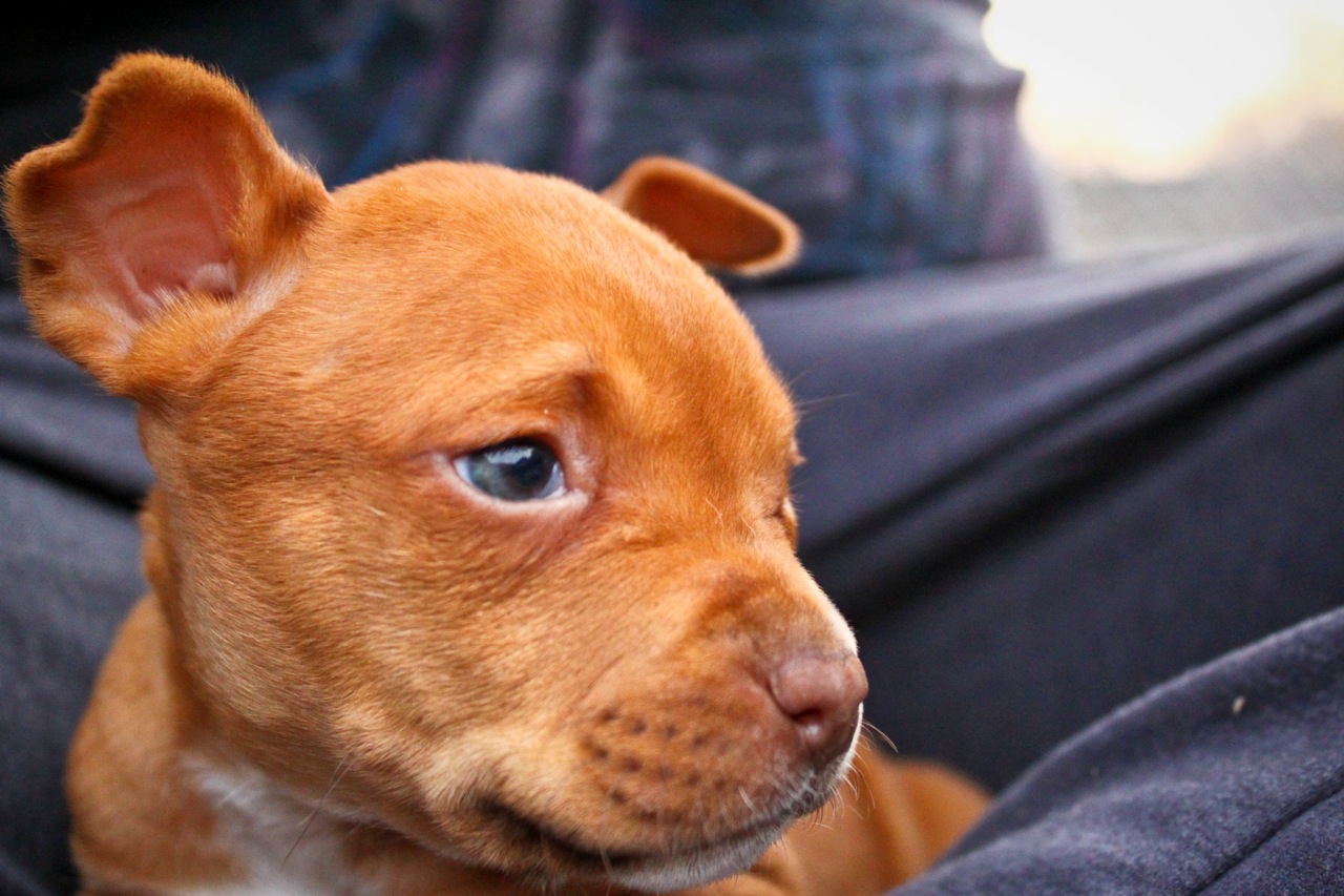 Adopt Me the Pocket Pittie Counting The Hours Until My Fosters Come