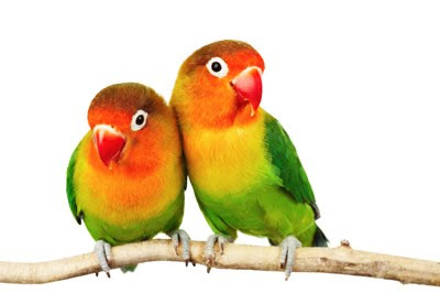 Pareja de aves enamoradas - Aves exóticas del paraíso