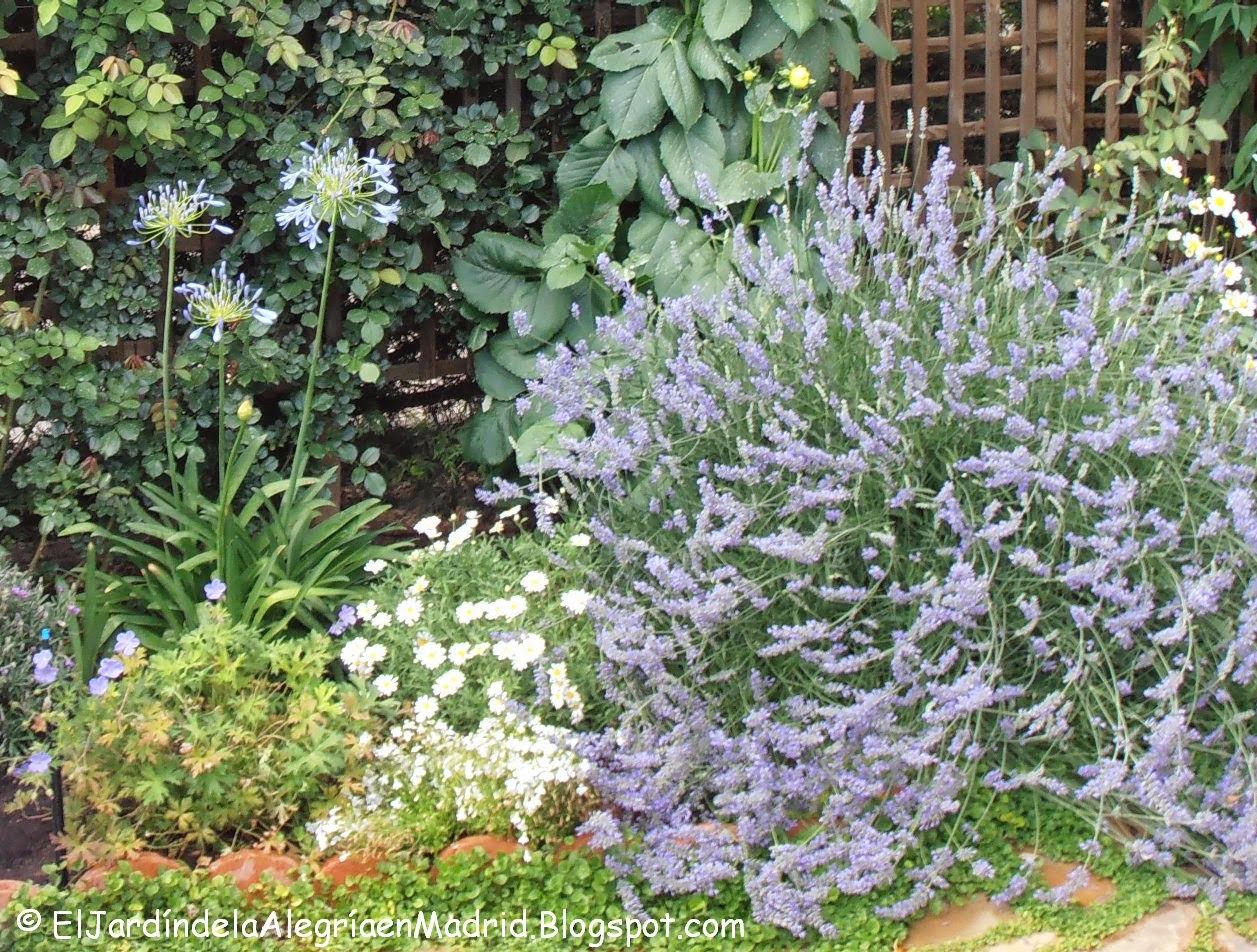 El jardín de la alegría : Cómo y cuándo podar las lavandas (Lavandula