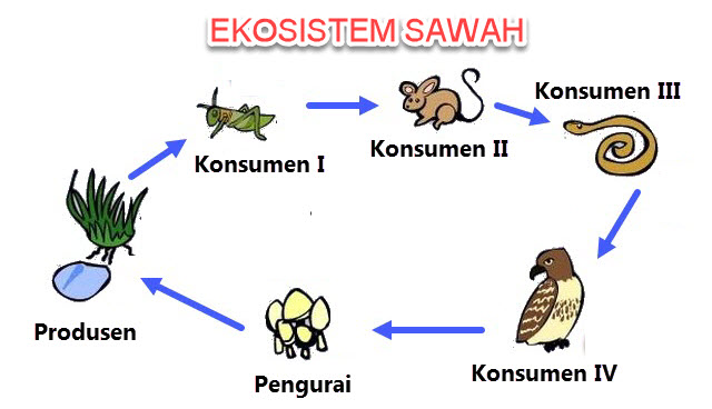 Ekosistem adalah hubungan timbal balik antara makhluk hidup dengan komponen abiotiknya dal Menjelaskan Rantai Makanan Pada Ekosistem