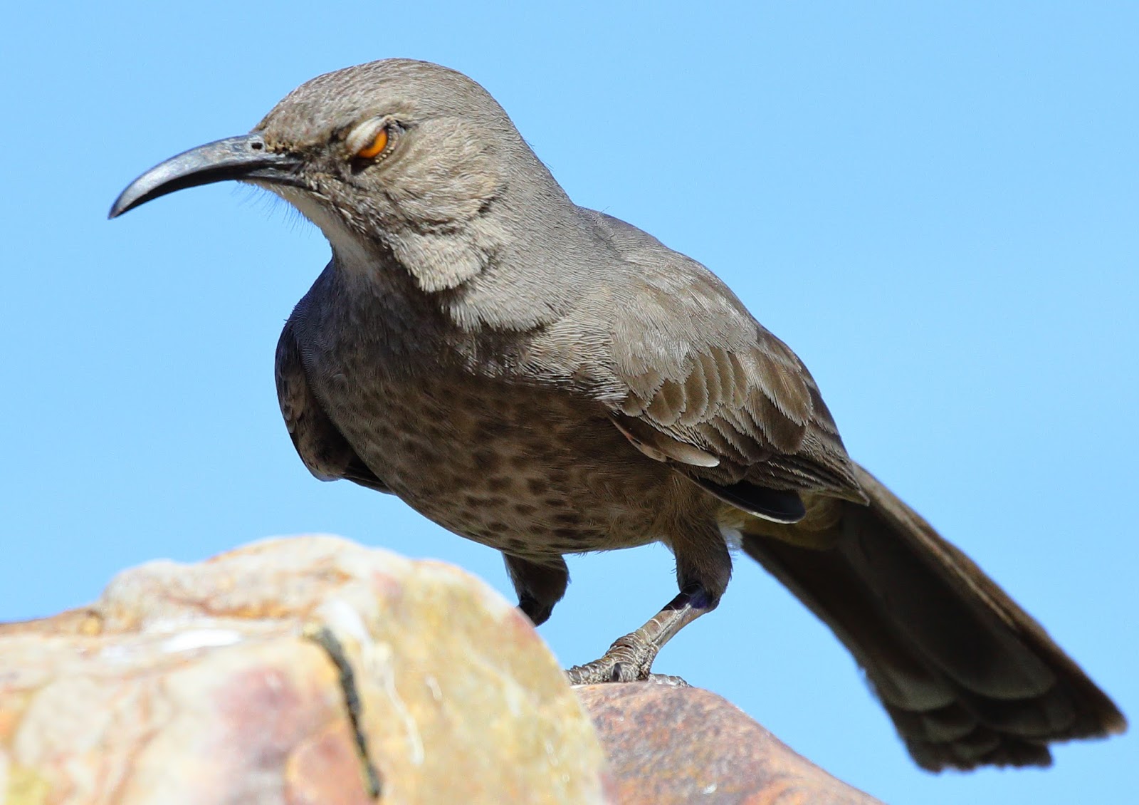 Feather Tailed Stories: Curve-billed Thrasher