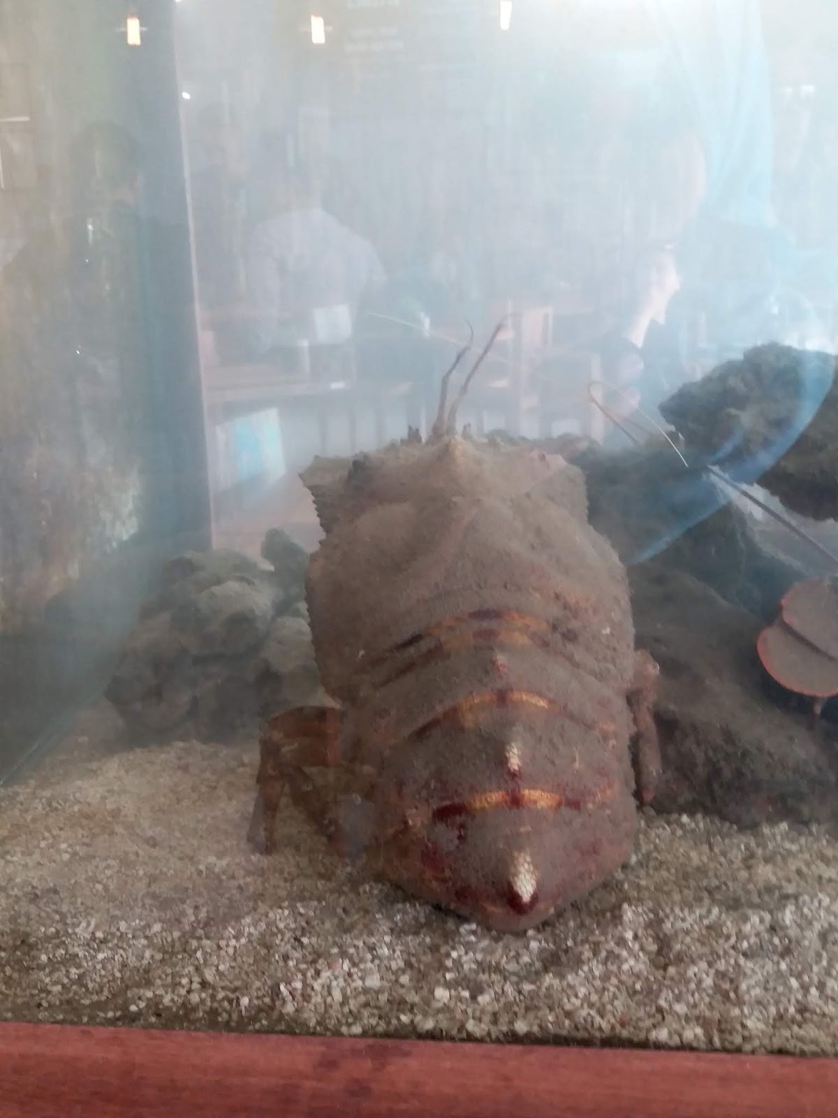 Travelog Perth (Western Australia) Day 6, Lancelin Lobster Shack