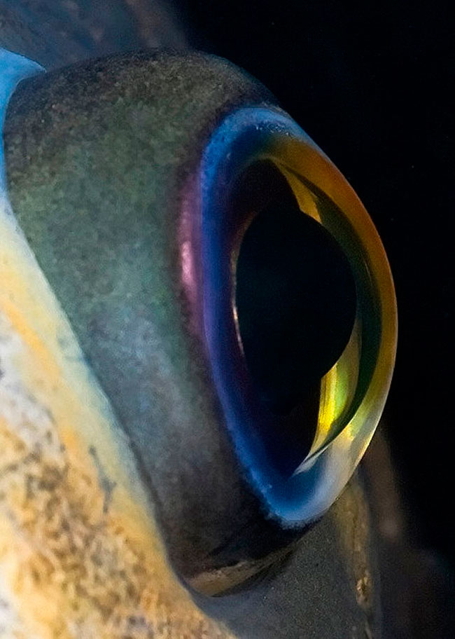 Olho de peixe