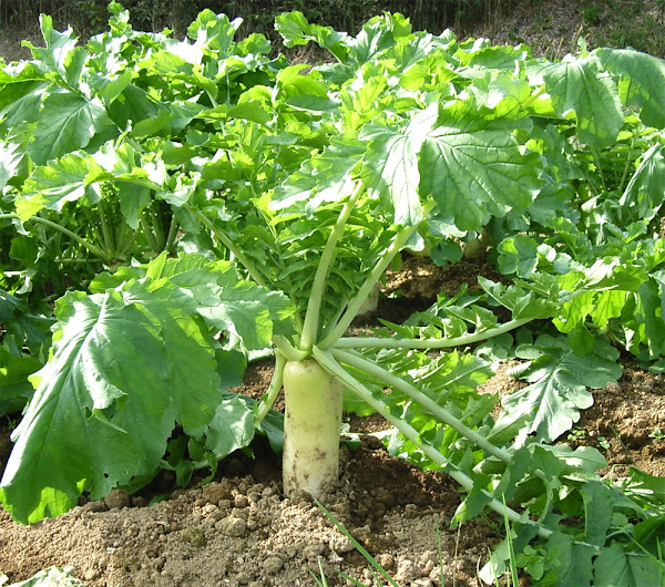 radish farming, commercial radish farming, radish farming business, how to start radish farming, radish farming profits