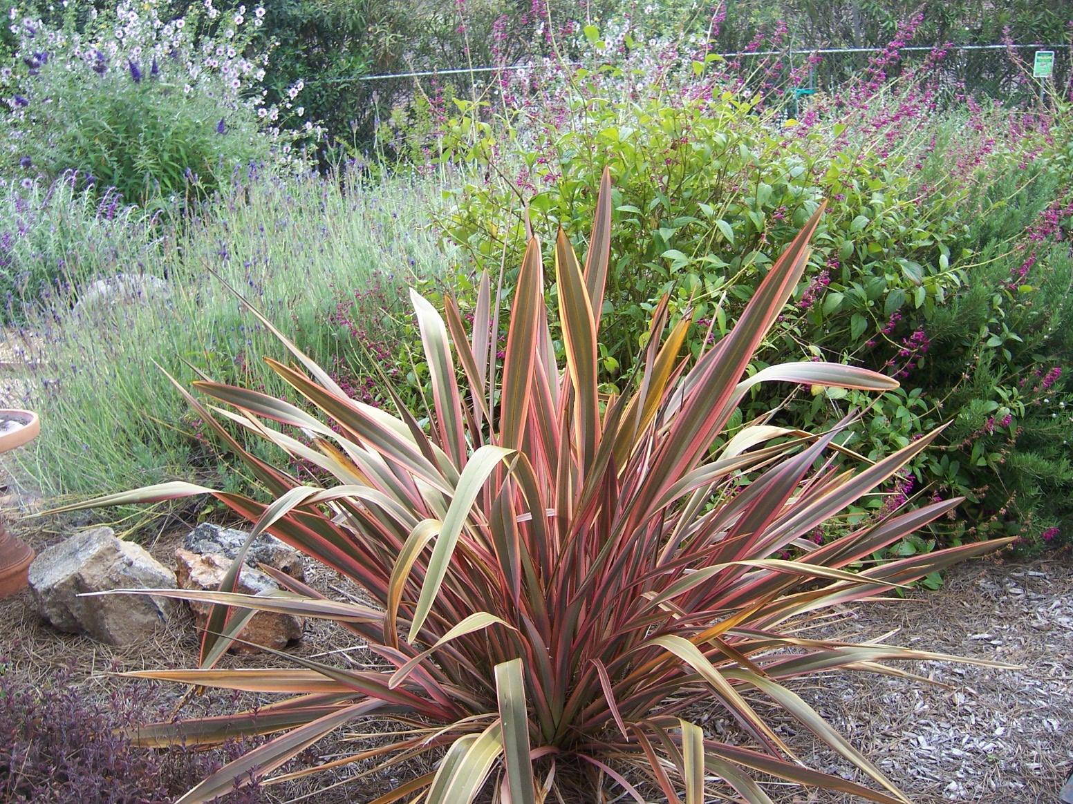 The 2 Minute Gardener Photo New Zealand Flax 'Maori Chief' (Phormium
