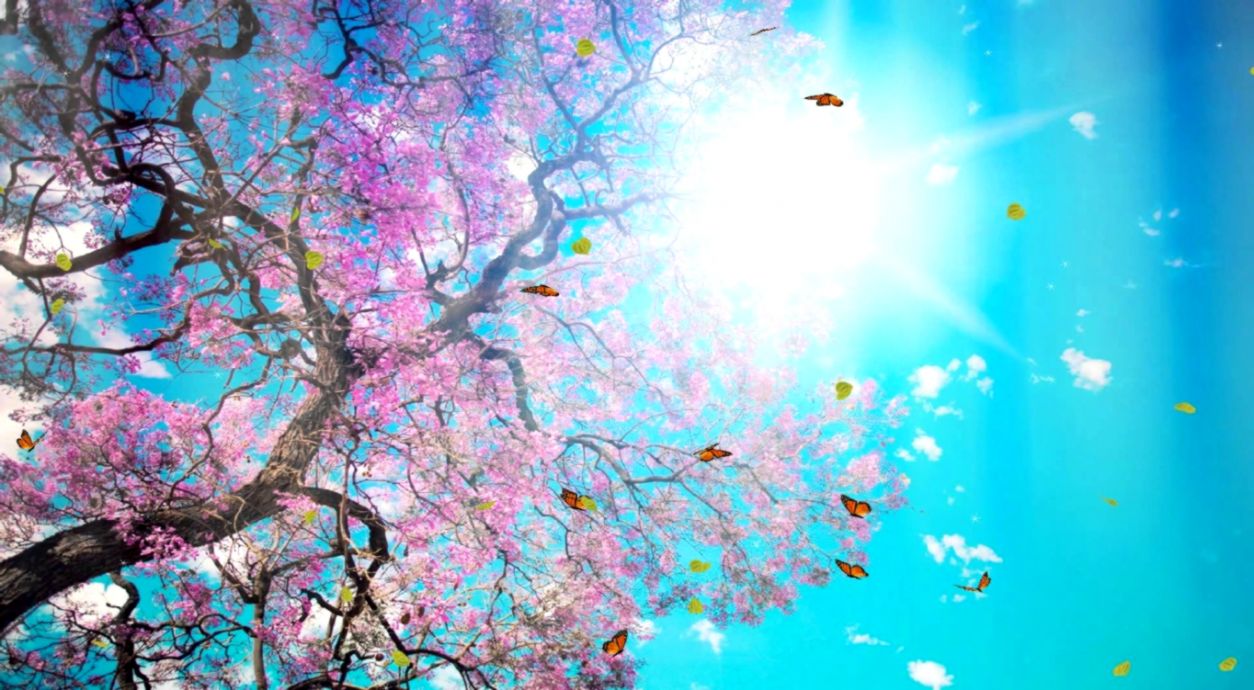 My screensaver pictures image wallpapers hd