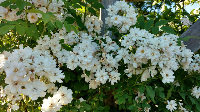 Сад Троянд Рудольфа В. Ван Дер Гута, Сомерсет, Нью-Джерсі (Rudolf W. van der Goot Rose Garden, Somerset, NJ)