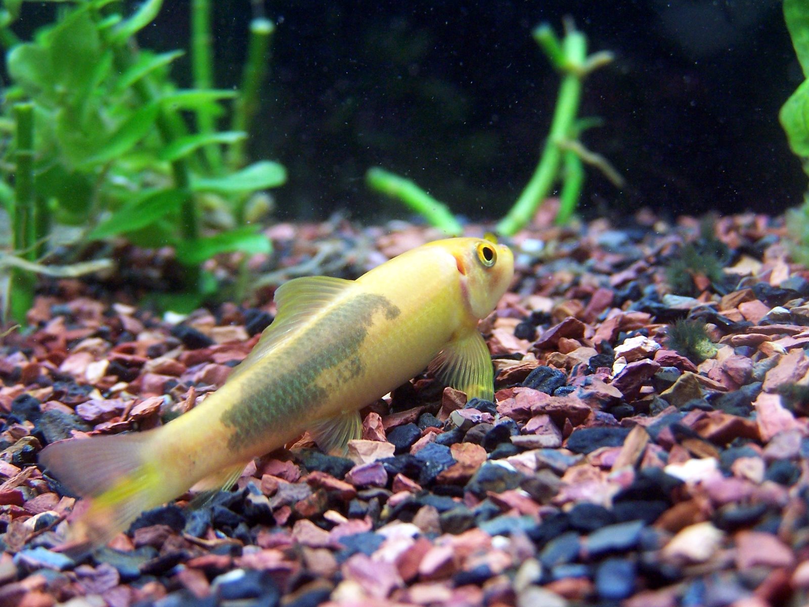 Algae Eater Fishes World HD Images & Free Photos Algae Eater Fishes World HD Images & Free Photos