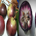 The Health Benefits of Star Apple or Caimito That You Should Know About