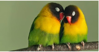 Mengatasi Lovebird Sering Tidur Di Lomba Pada Musim Hujan