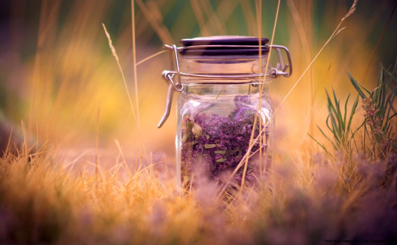 Mood Flowers Purple Lavender Jar Grass Nature Macro HD Wallpaper