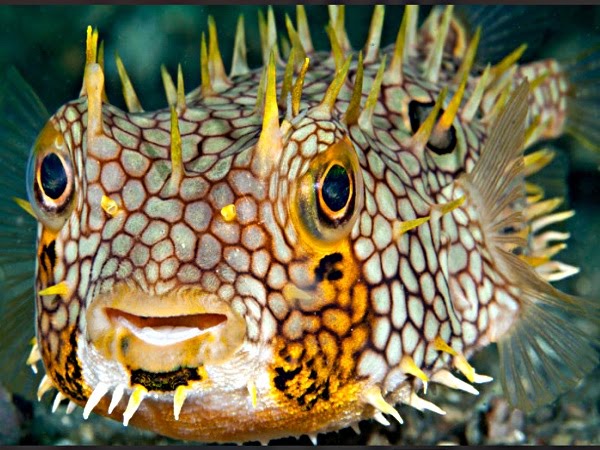 SPEKRISTO: Hewan-hewan Teraneh dari Dasar Laut