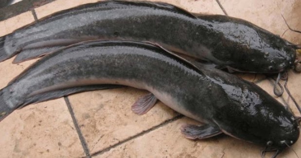 Arti Mimpi Ikan Lele - Besar, Lepas, Mati, Dumbo, Putih Goreng Lengkap -  Info Mimpi