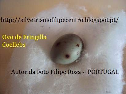 OVO DE FRINGILLA COELEBS ( TENTILHÃO )