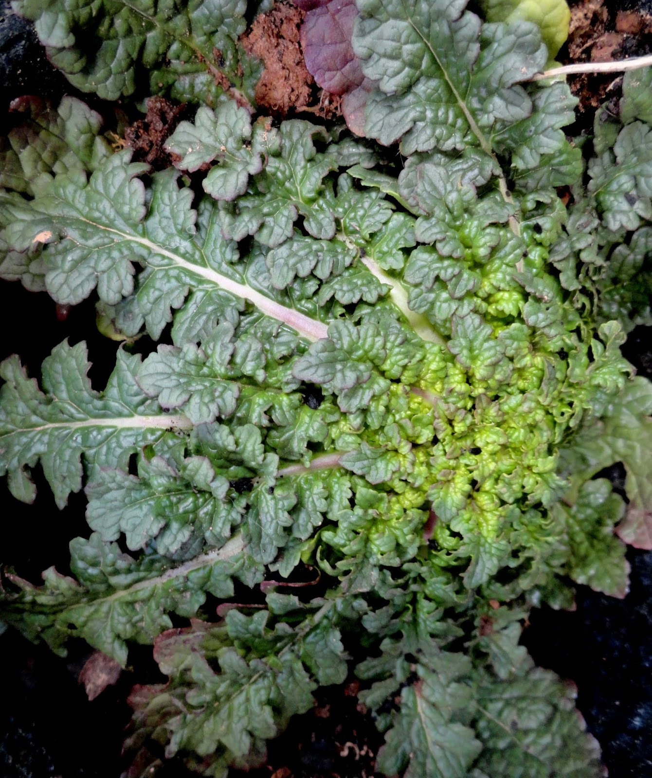 Joanne S Cottage Garden