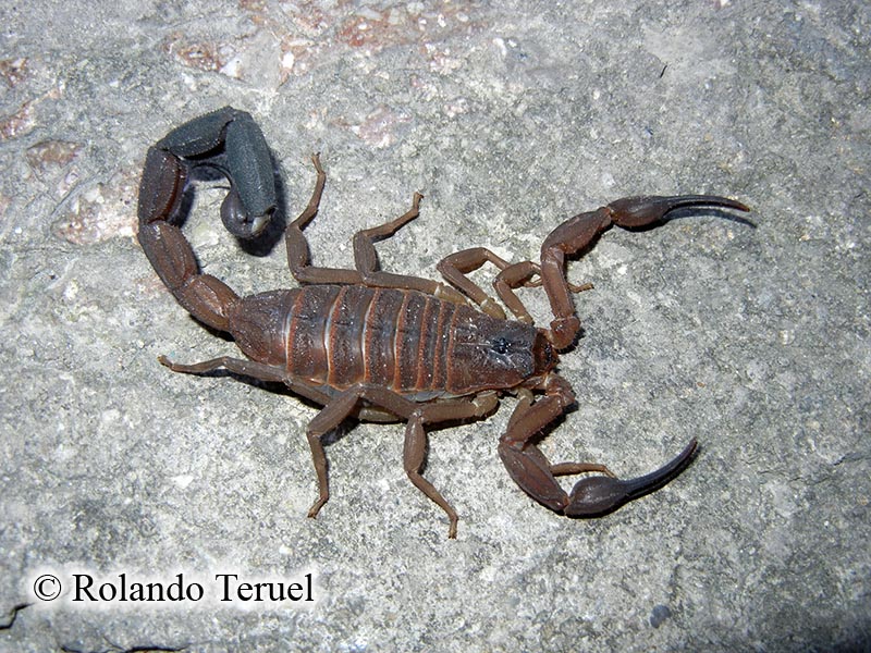 детский гороскоп скорпион. самый большой скорпион. какие скорпионы дети. скорпион знак зодиака ребенок мальчик характеристика. детский гороскоп скорпион.