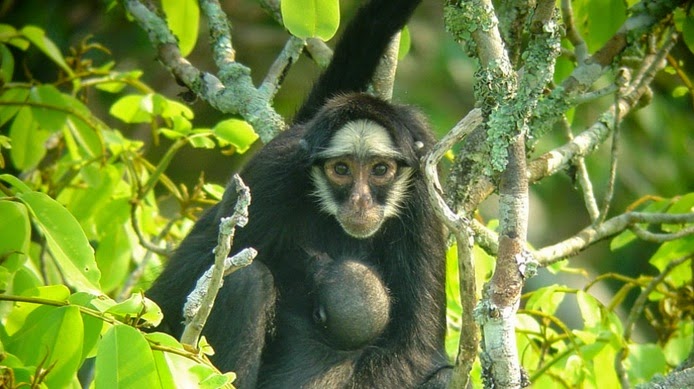 Macaco-aranha-de-cara-branca - Portal Amazônia