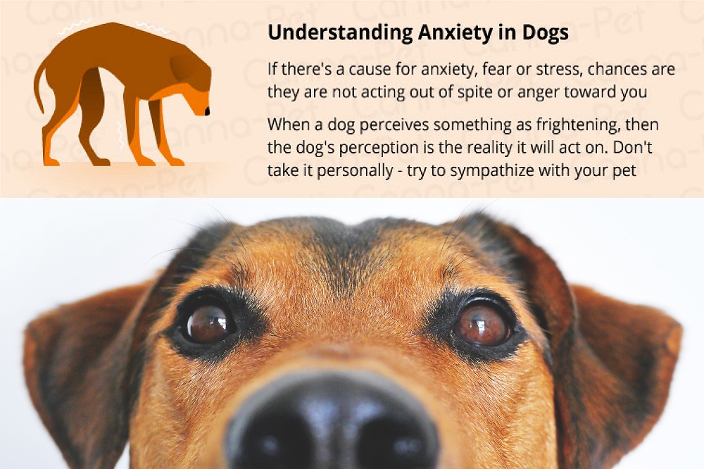 Why Do Dogs Howl? Science of Why