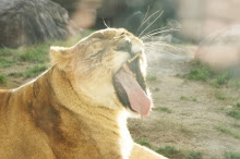 シドニー徒然草-ライオンのあくび