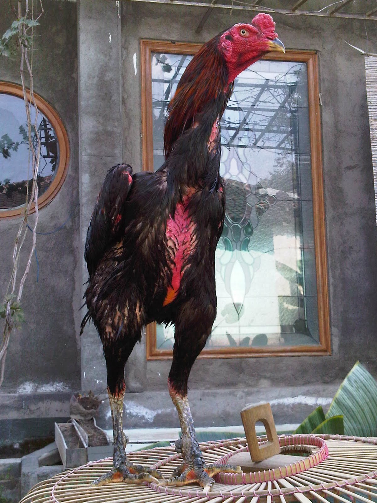 PETERNAKAN AYAM BANGKOK IMPORT PETERNAKAN AYAM BANGKOK GALUR MURNI IMPORT