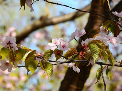 sakura blossoms in Moscow in spring