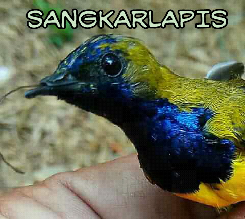 6 Cara Menjinakan Burung Sogok Ontong Sriganti Sangkarlapis