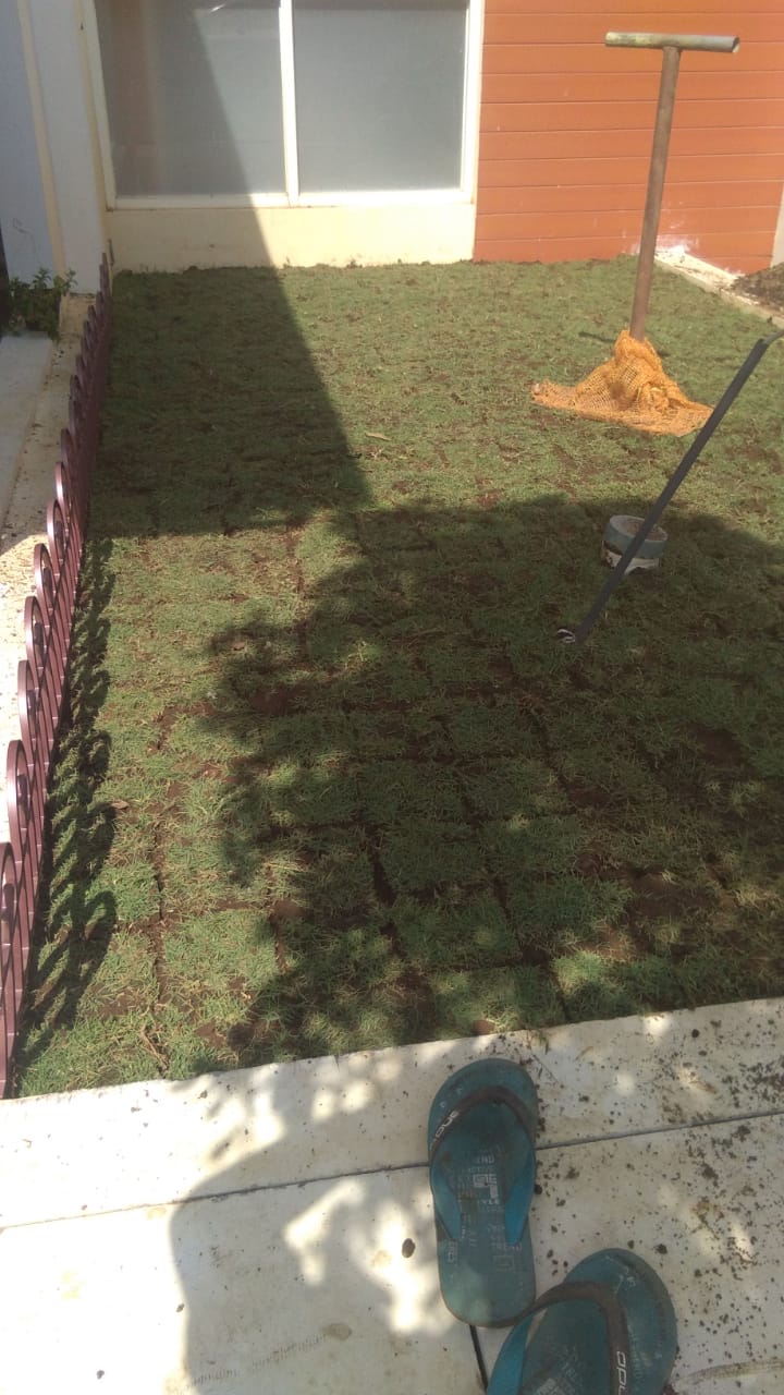 Rumput taman rumput jepang cocok untuk taman minimalis tahun 2021
