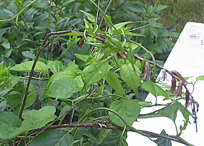 Invasive Weeds Identification