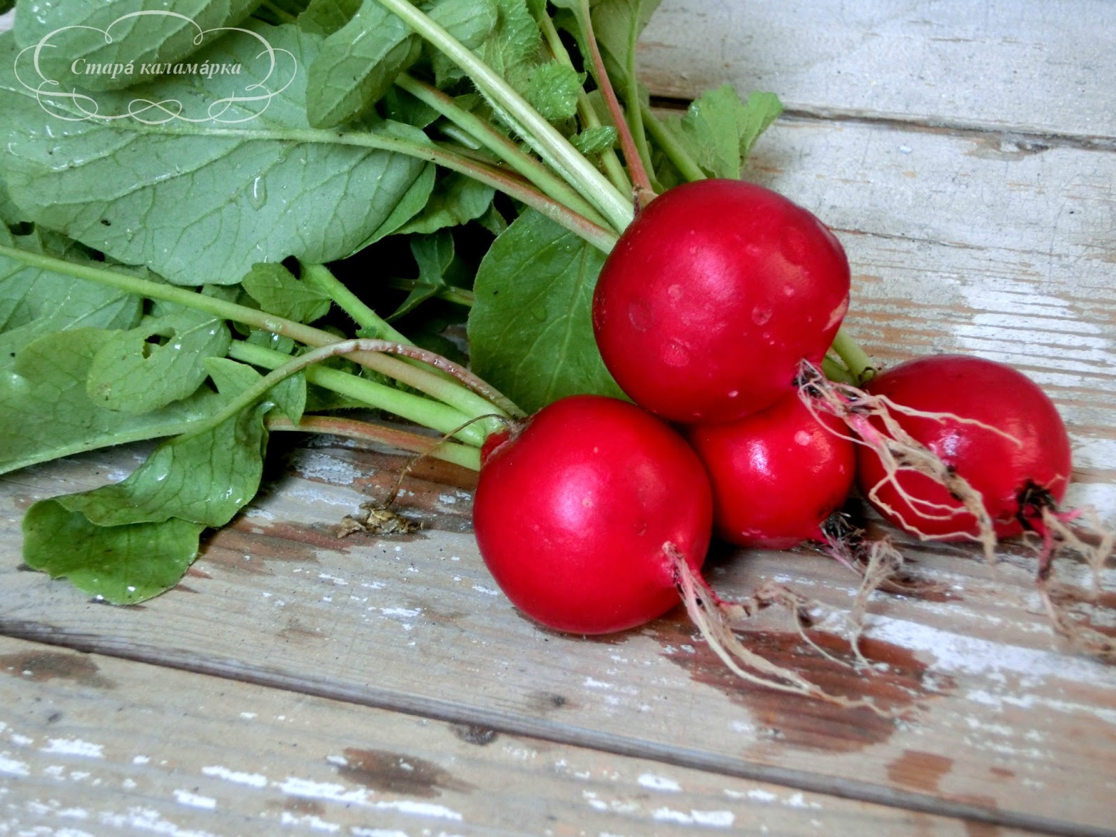 Редис помидор. Дунганская редиска. Редис семена. Огурцы и помидоры. Перец редиска.