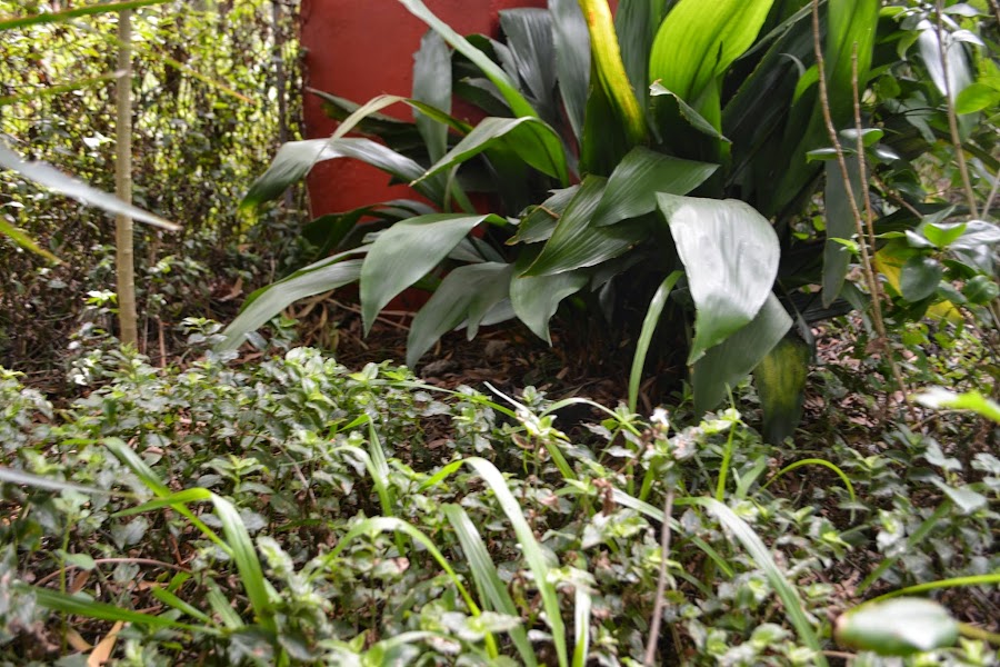 Tradescantia fluminensis vell