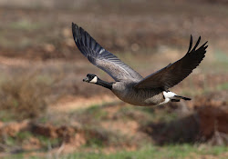 canada goose bird wild flying wildlife