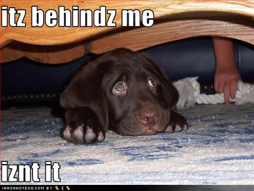 All photos gallery: Funny Dogs And Cats, Funny Looking Dog ... All photos gallery: Funny Dogs And Cats, Funny Looking Dog ...