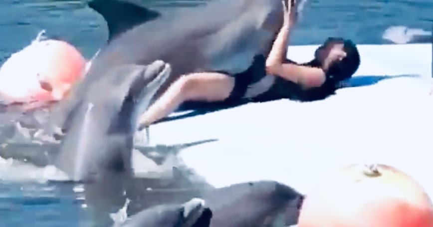 What's With Everyone Fucking Dolphins