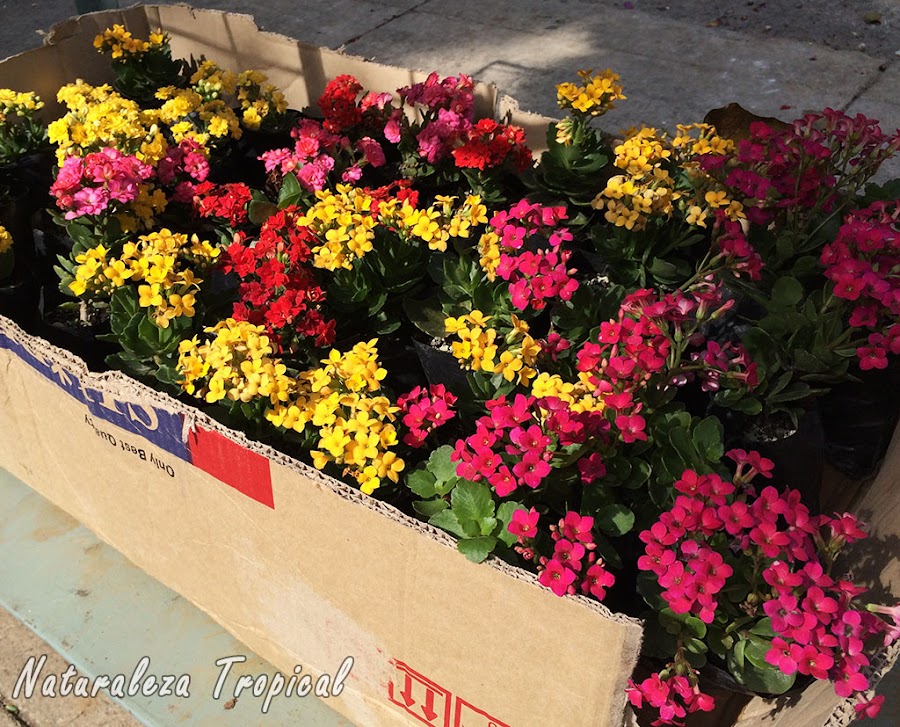 Venta de esquejes de variedades de la planta Kalanchoe blossfeldiana