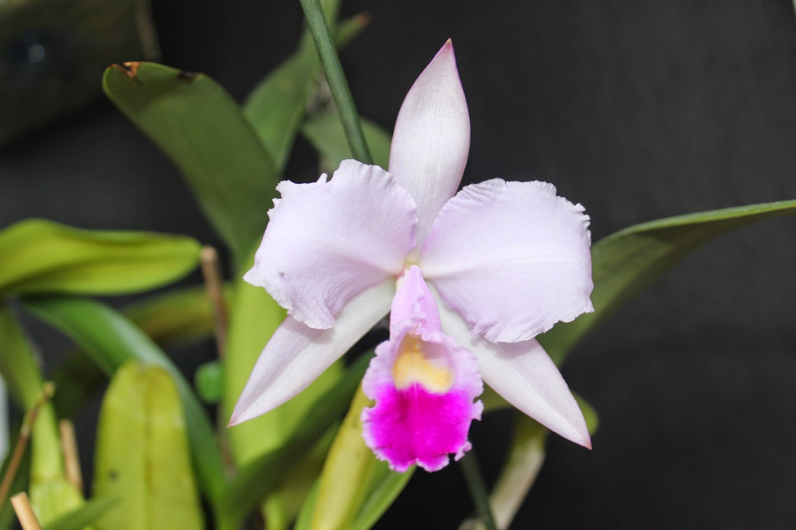 aventura com orquídeas: Cattleya trianae