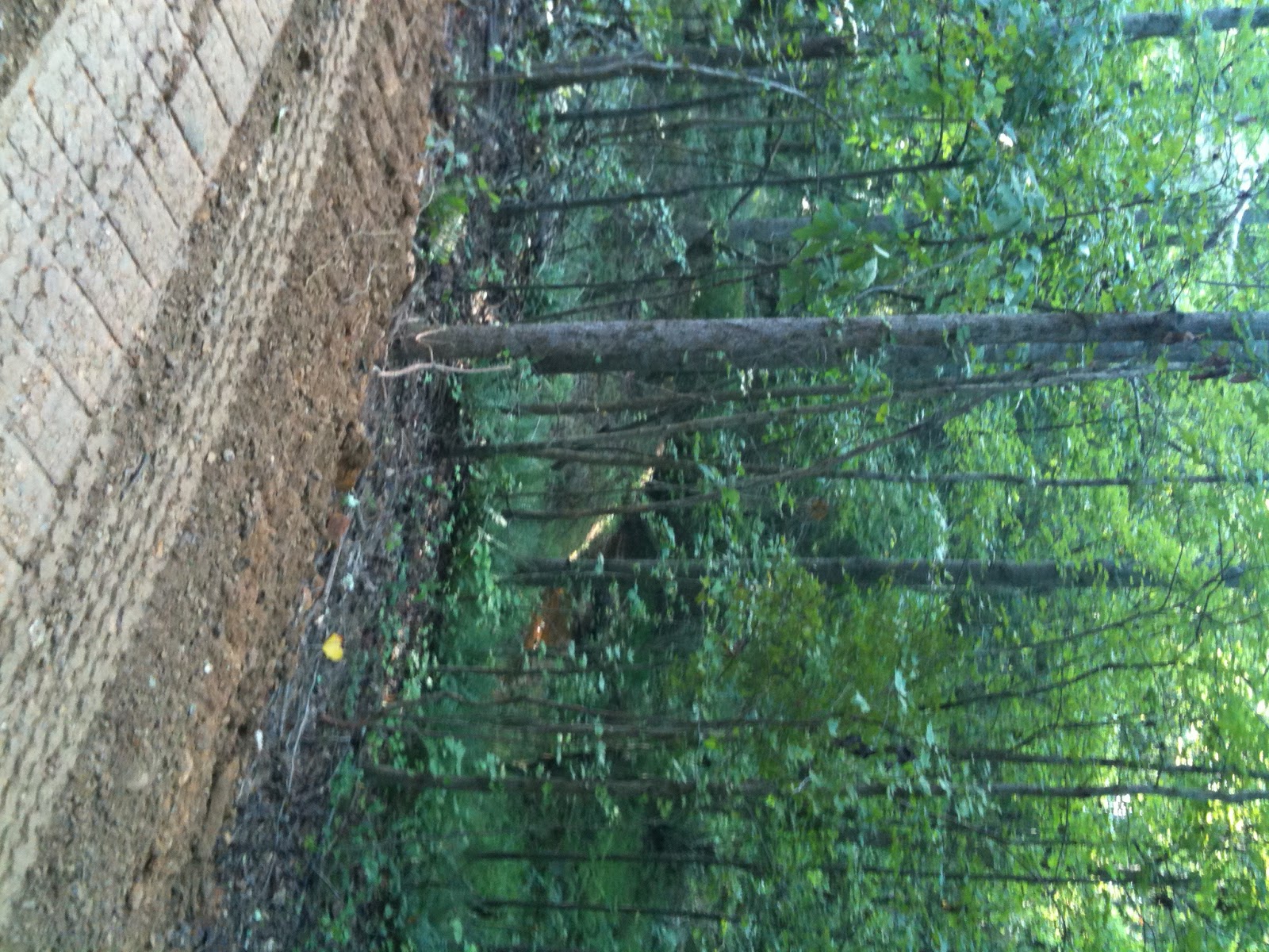 Building the Garrell Associates Nantahala Cottage.