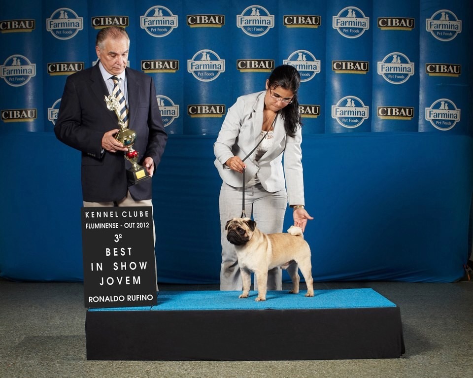 PUG TUDO SOBRE A RAÇA PUG Padrão da raça Pug