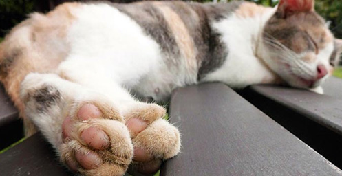 Safe Nail Treatment for Cat - You Can do Yourself Safe Nail Treatment for Cat - You Can do Yourself
