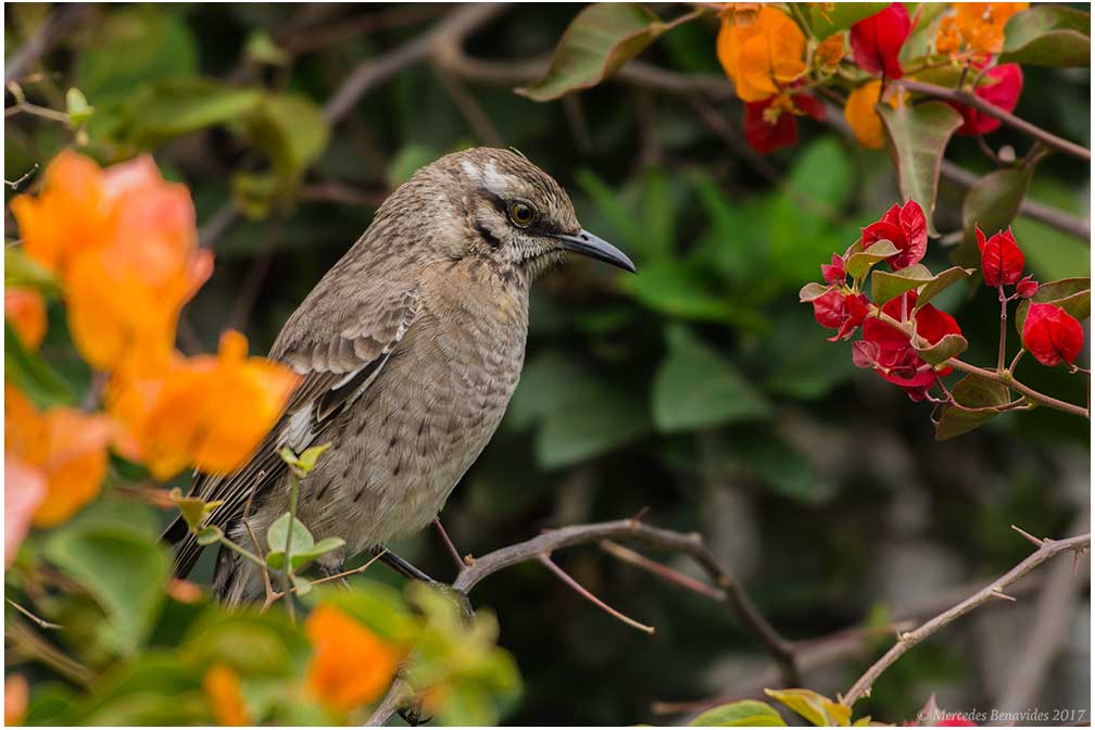 Lima Milenaria Aves en los parques de Lima otro patrimonio por proteger