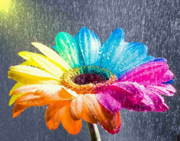 Flores de colores arco iris diseño digital 