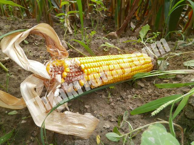 Ρημάζουν τον κάμπο της Ξάνθης τα αγριογούρουνα – Καταστρέφονται οικονομικά οι αγρότες [video + photos]