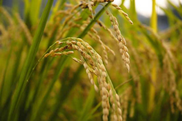 自給自足な農業 籾殻(もみがら)を入れよう！一 土壌改良