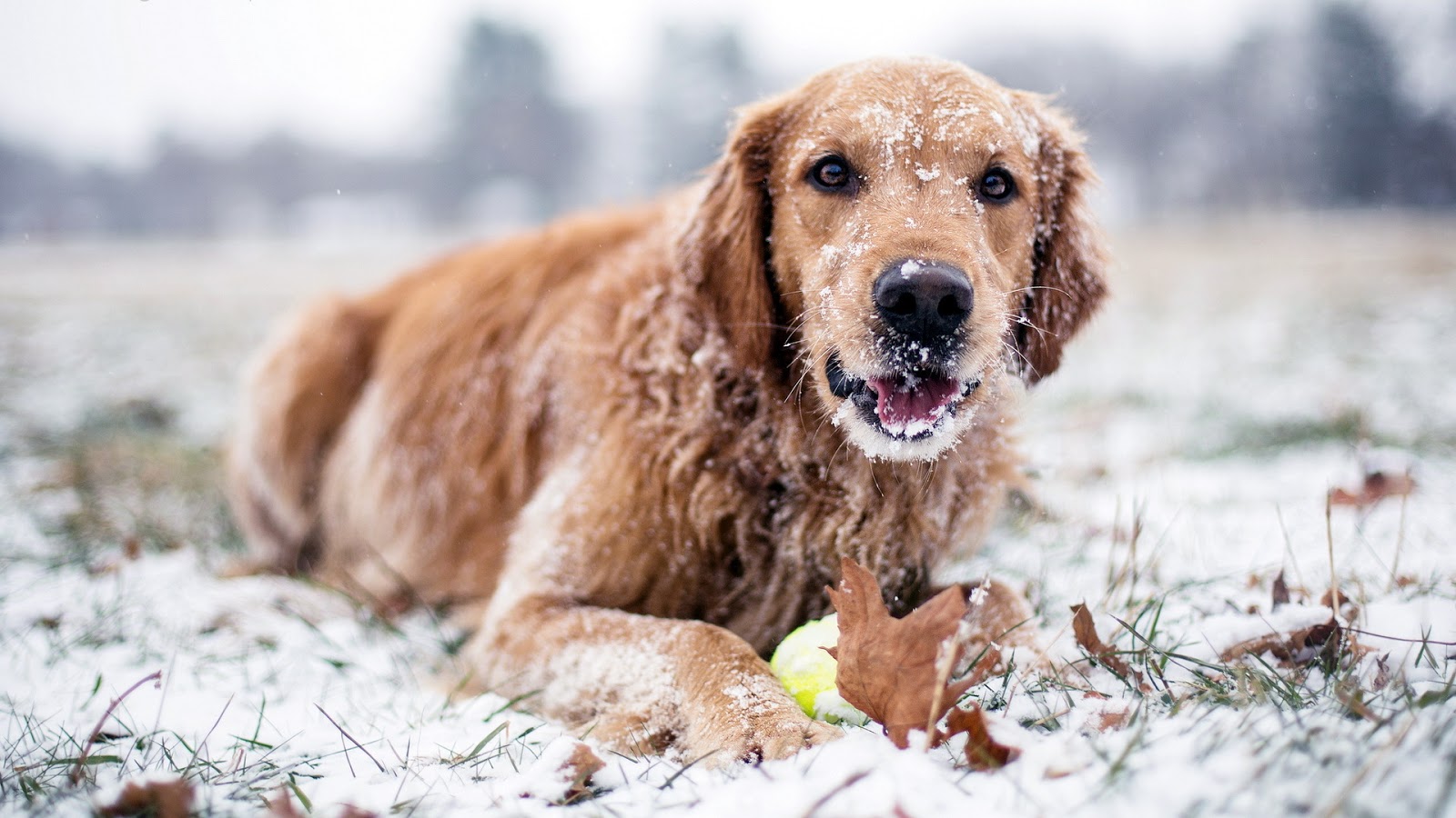 Companion Animal Hospital Blog Fleas and Ticks in the Winter Frozen