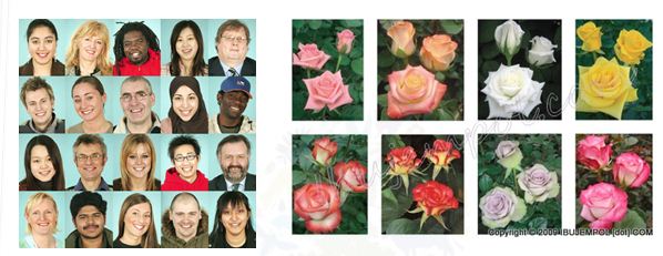 Apakah perbedaan keanekaragaman hayati tingkat genetik, spesies, dan